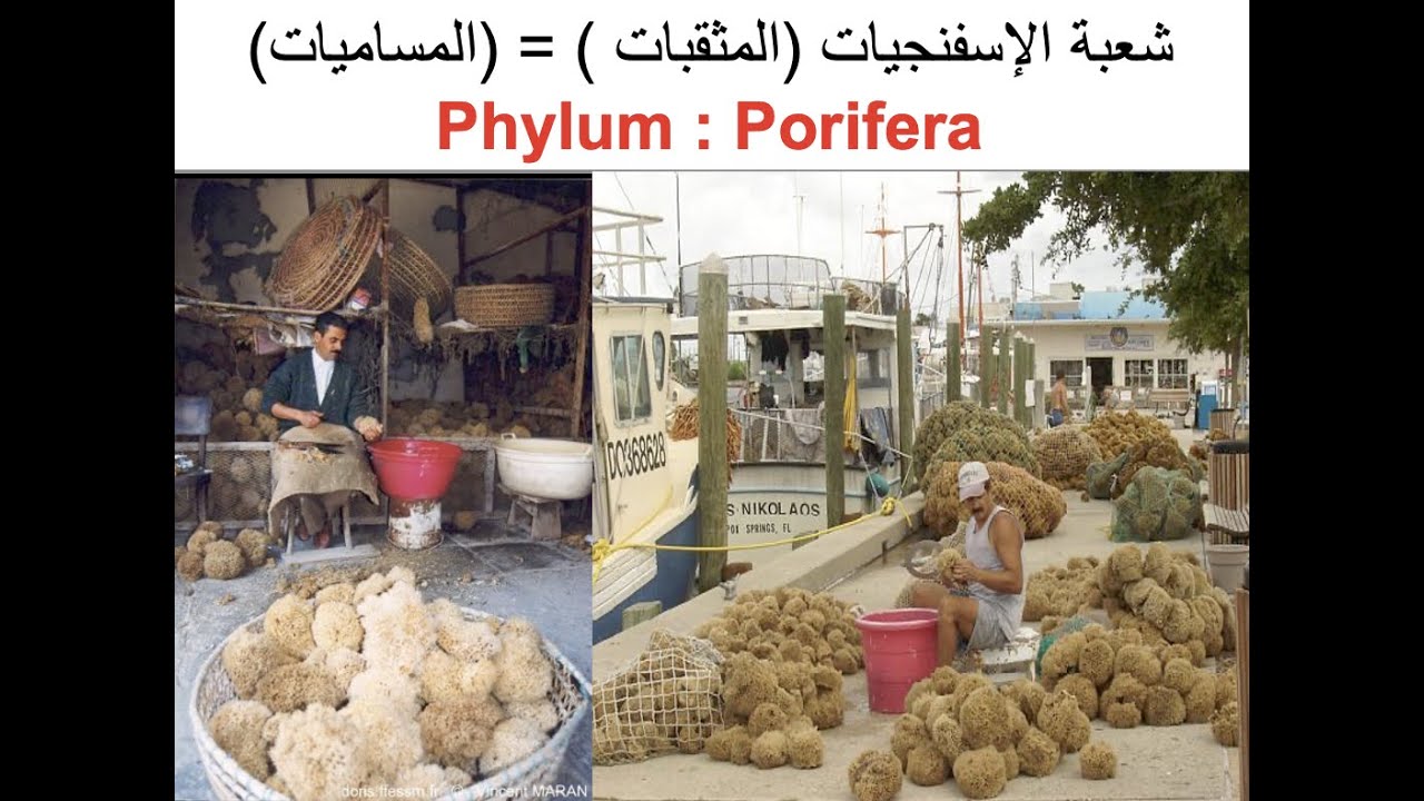 Phylum Porifera شعبة الإسفنجيات