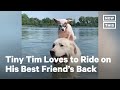 This Little Dog Loves to Ride on His Best Friend's Back | NowThis