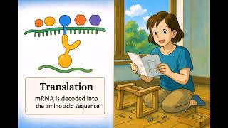 What is Translation - Easy to Understand