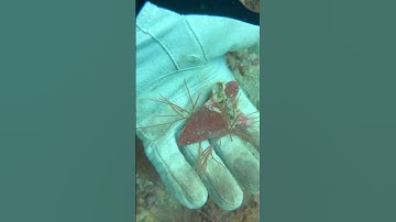 Scuba diving for Megalodon shark teeth and other fossils here by Casey and Paul #scuba #florida