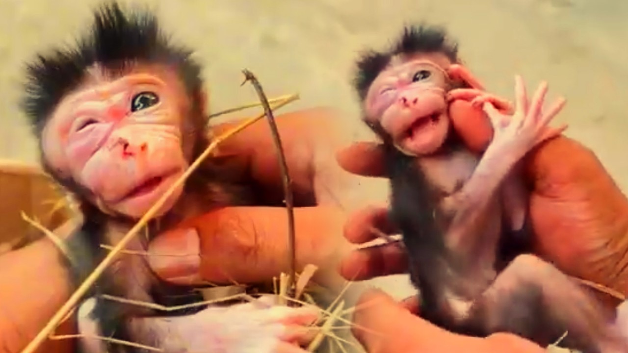 Take care of the little monkey.