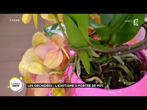 Vidéo: Orchidée rouge invitée exotique