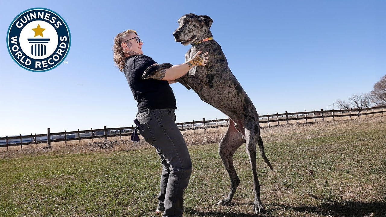 This is the world's TALLEST dog! | Guinness World Records - YouTube