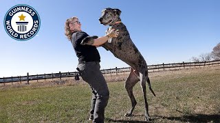 This is the world's TALLEST dog! | Guinness World Records Profile