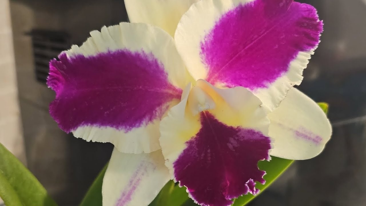 Super haul from various orchid shows #God #love #light #nature #peace #orchid 