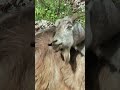 Consejos para el mantenimiento de las Cabras #animales #goat #curiosidades