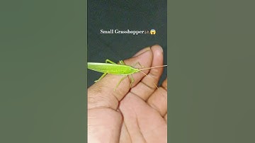 smaller green grasshopper😱#anyuniqueanimals​​​ #viralinsect​​​ #grasshopper​​​#insects​​​ #nature​​​