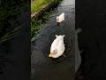 Duck so cute pet #mypetdn #duck #gachua #music #cute #goose #animals #birds #funny #duckshorts #アヒル