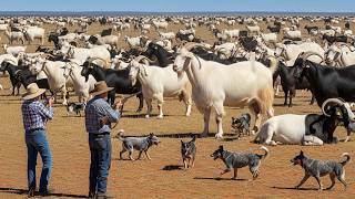 How One Farm Earns 27 Million A Year Just By Raising Goats Like This