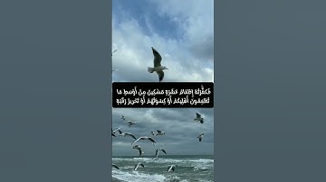 سورة المائدة من الأية 88 إلى الأية 89 بصوت الشيخ ماهر المعيقلي