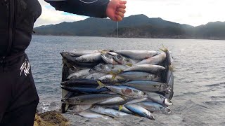 釣りの聖地、五島列島で巨大ブリが釣れて大興奮！【五島列島遠征前編】