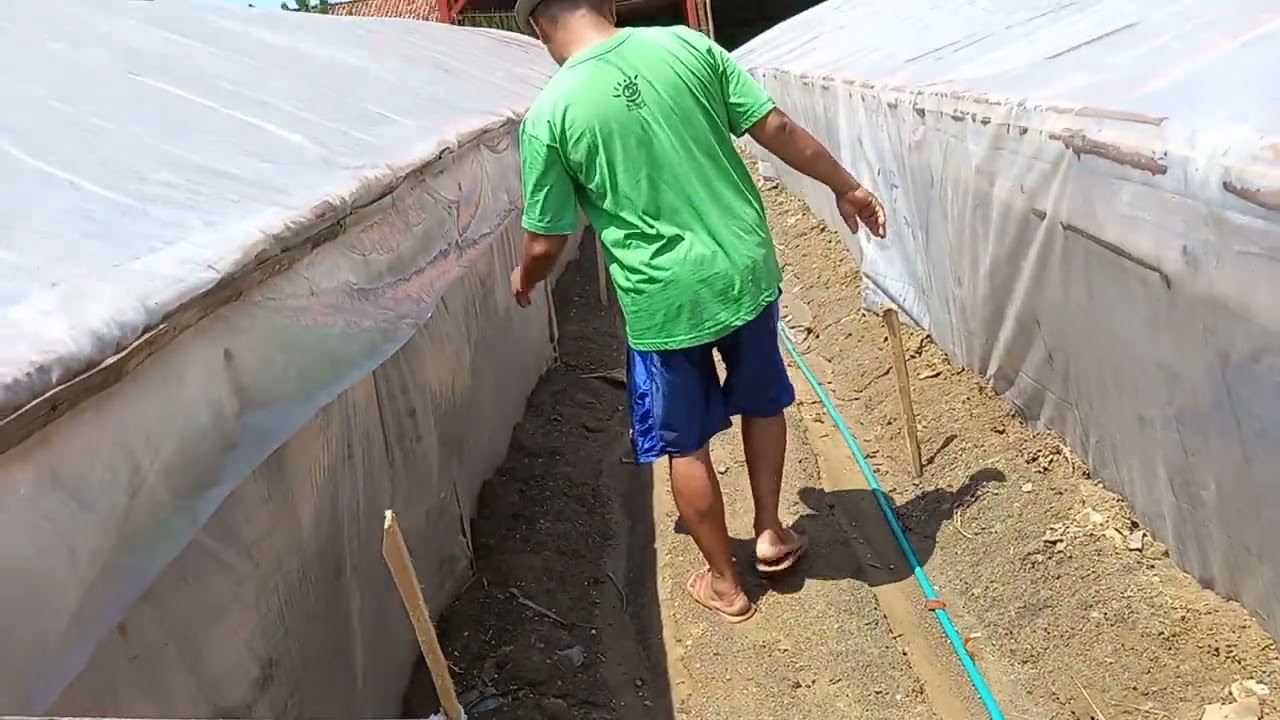 Bagaimana proses oven tembakau yg baik?