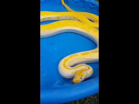 lizard skin grips Rumples enjoying her pool!