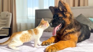 Kitten Loves German Shepherd