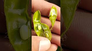 Js 2117 Soybean Farming