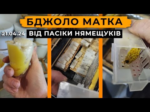 Панські матки, зроблені з любов'ю - YouTube