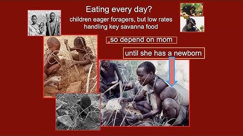 Exploring The Human-Ape Paradox - Alyssa Crittenden, Kristen Hawkes, Margaret Schoeninger