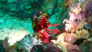 Mantis Shrimp