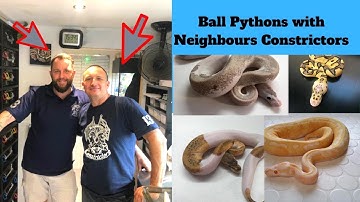Ball Pythons with Neighbours Constrictors!! Part 1