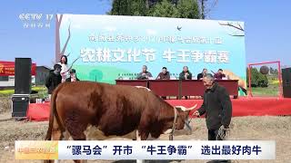 [中国三农报道]四川剑阁 “骡马会”开市 “牛王争霸” 选出最好肉牛 | 农业致富经 Agriculture And Farming