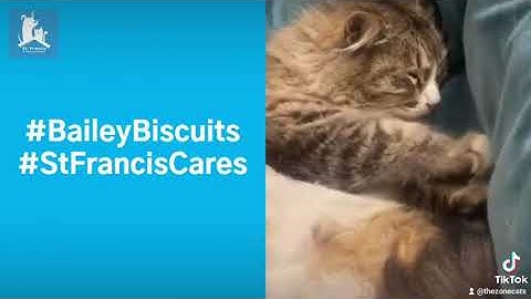 Video of adoptable pet named Bailey