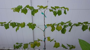 Training grape vines on a wire.