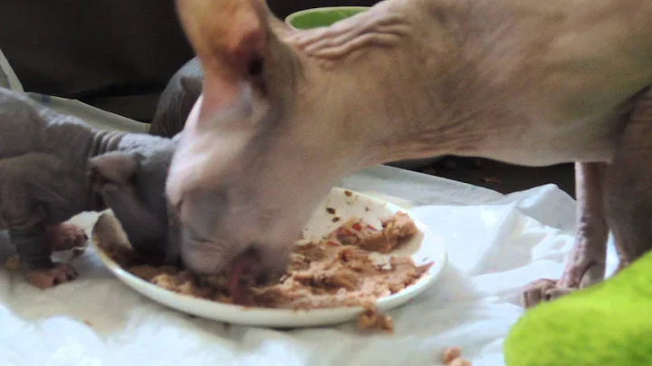 Watch the video about Don sphynx Kitten first food