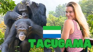 TACUGAMA CHIMP SANCTUARY - Seeing chimpanzees in Sierra Leone