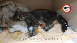 Спасаем кота Сержика, #ДТП, переехал автомобиль, в Шевченковском районе, местный житель принес в бли Спасаем кота Сержика, #ДТП, переехал автомобиль, в Шевченковском районе, местный житель принес в бли