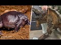 11 animales extraños que parecen de otro planeta