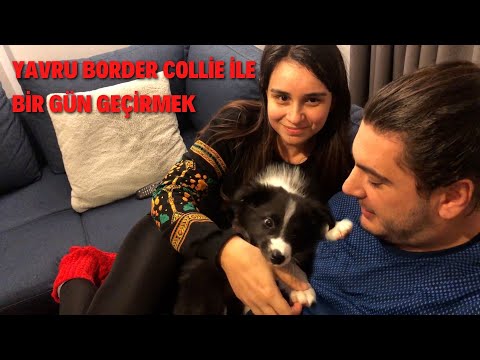 Video: Border Collie İt İt Hipoallergenik, Sağlamlıq Və Ömür Aralığı