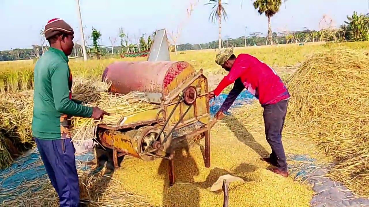 ধান মাড়াই করা 👍👍👍👍
