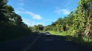 Journey through the magical tree tunnel