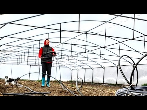 წვეთოვანი გამოვცვალე 3.000 ბროკოლს დავთესავ ამ დღეებში და 20 დღეში გადავრგავ.