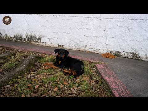 Pets In Love - YouTube