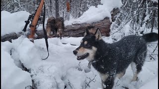 Охота на соболя с лайками. Первая самостоятельная работа Урты по соболю