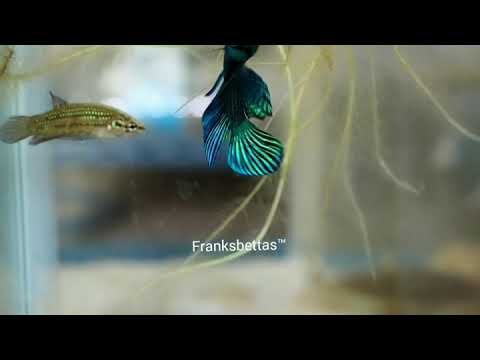 wild betta types Captive bred show quality Betta mahachaiensis flaring to female
