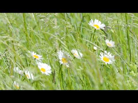 Die Wiese. Die Poesie der Gräser und Wiesenblumen.