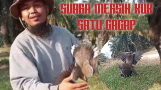 Suara Mersik Kuk Satu Gagap || Target Lae Si Naga.. 