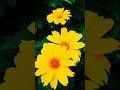 #flowers #sunflower #yellow