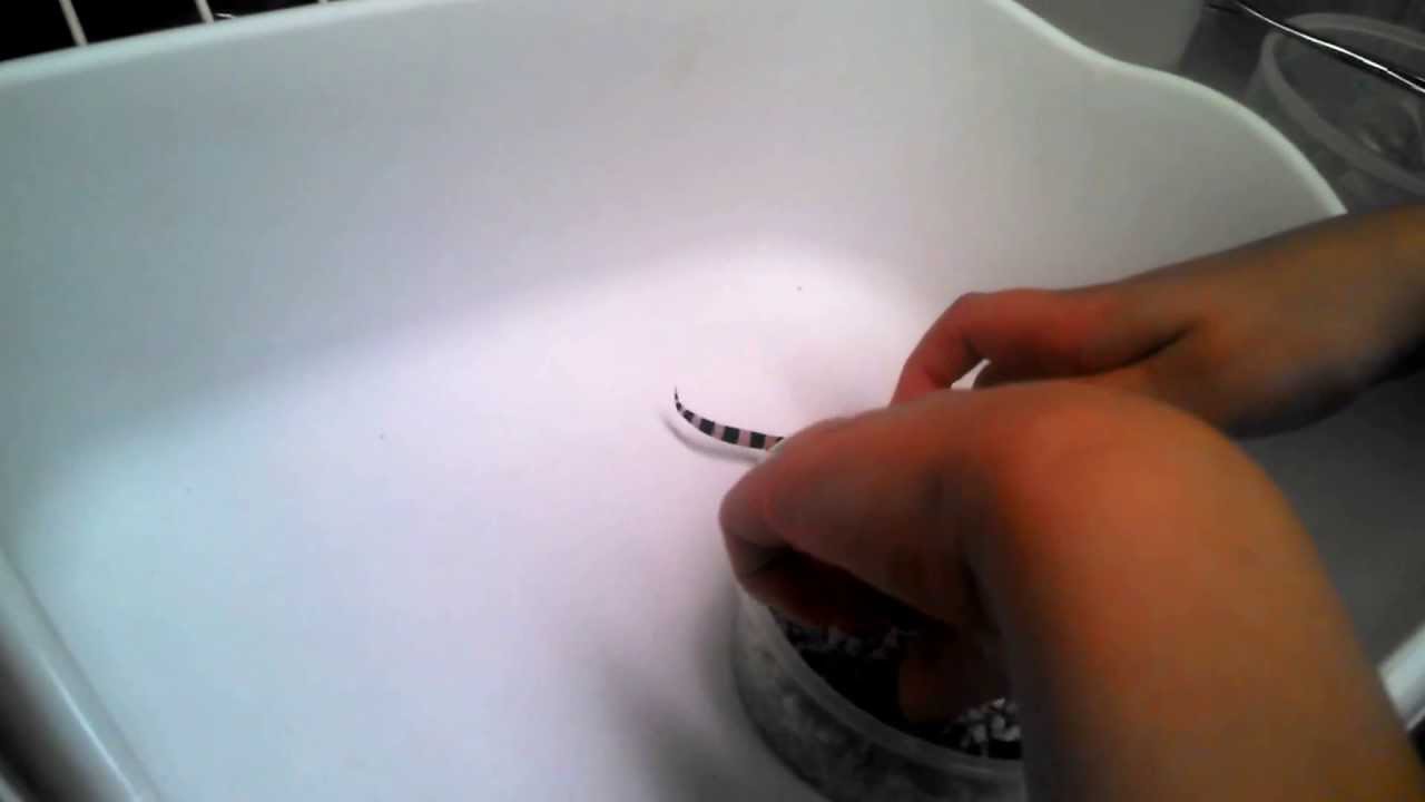 camera iphone 8 plus apk More babies and an update on the shct project.