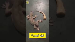 ذيل البرص ، ما الحكاية؟ #حيوانات #animals #الحيوان #wild #wildanimals #سحلية #زواحف #gecko #lizard screenshot 5