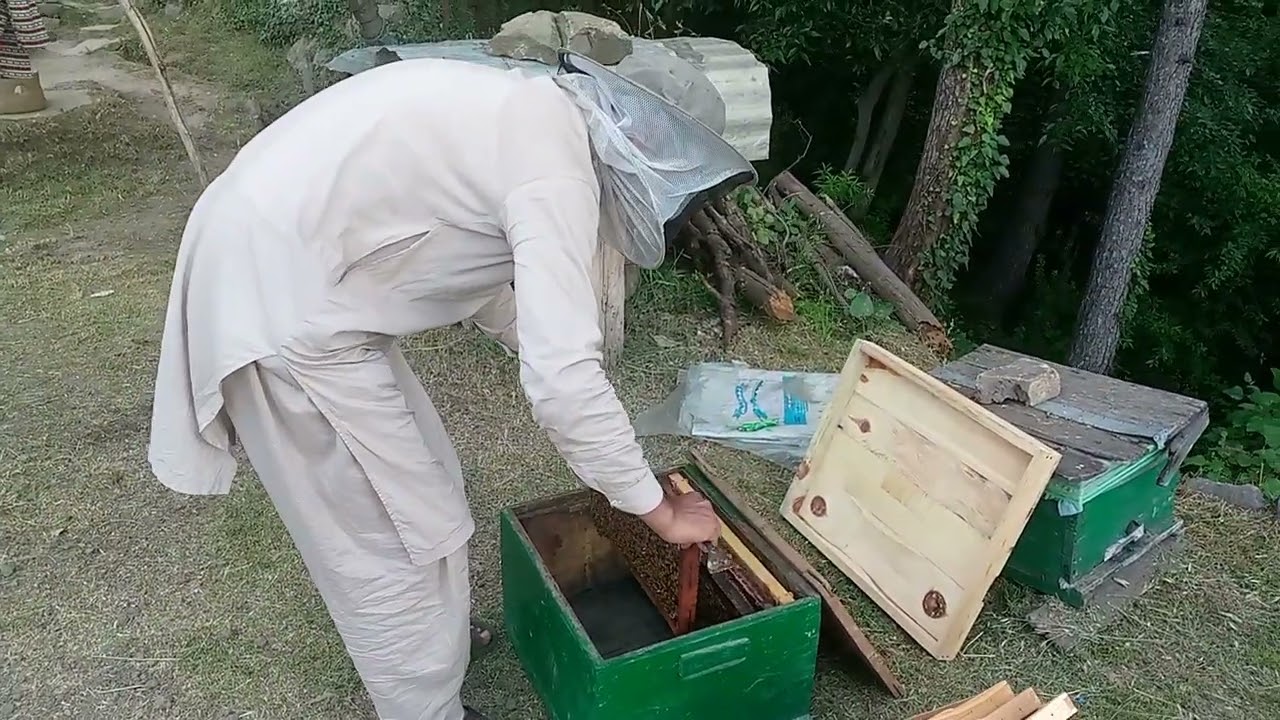 How to divide a Bee Colony # Divide a Bee Colony in two boxes.
