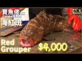 生劏 $4,000蚊魚王 4斤6兩 海釣紅斑 血腥慎入｜西環魚王【OH! Seafood 4K】