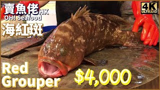 生劏 $4,000蚊魚王 4斤6兩 海釣紅斑 血腥慎入｜西環魚王【OH! Seafood 4K】