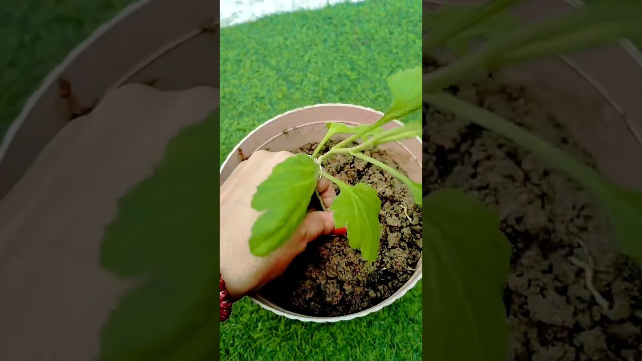 caesar weed grow to cutting