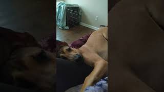 Odin- Daniff Puppy