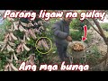 Hindi Ko Akalain Ganito Mamunga Ang Gulay Na Ito Hindi Ko Akalain Ganito Mamunga Ang Gulay Na Ito