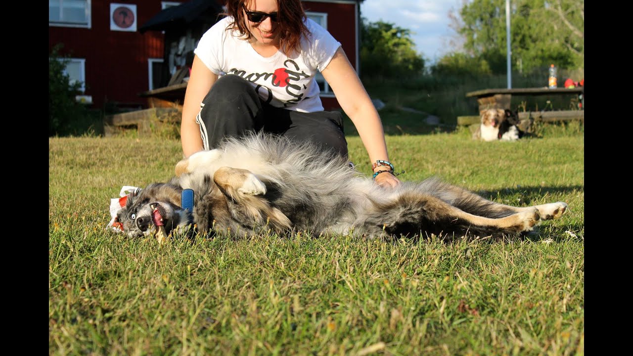 Teach your dog to Play Dead YouTube