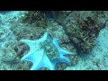 Octopus can change color and texture